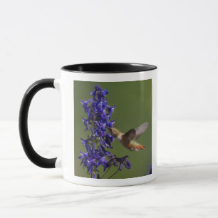 Taza Colibrí rufescente
