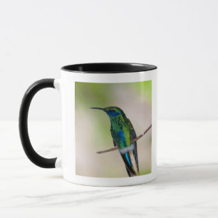 Taza Colibrí verde del Violeta-oído