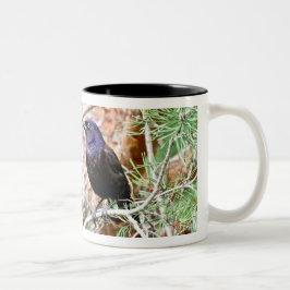Taza común de Grackle