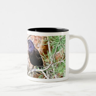 Taza común de Grackle