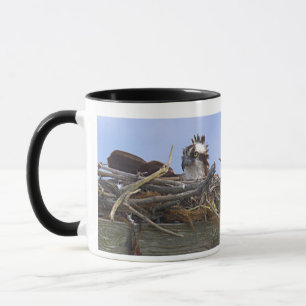 Taza con foto del pájaro águila pescadora