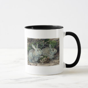 Taza Conejos