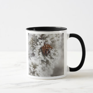Taza Cono de pino de Lodgepole en invierno en Yellowsto
