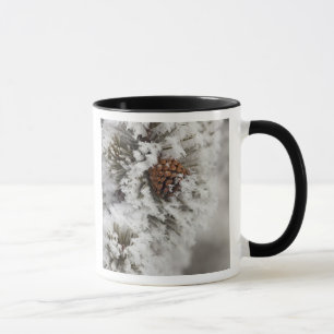Taza Cono del pino de Lodgepole en invierno en