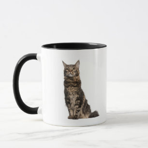 Taza Coon de Maine (8 meses)