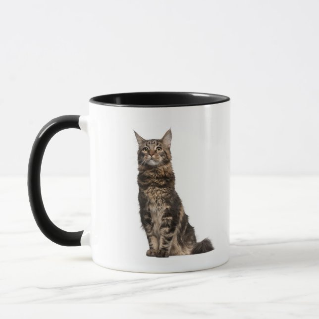 Taza Coon de Maine (8 meses) (Izquierda)