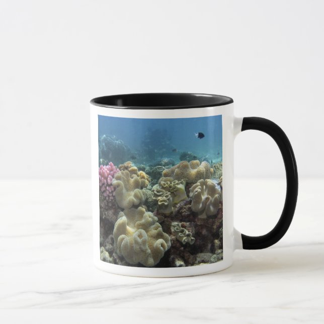 Taza Coral, arrecife de Agincourt, Gran Barrera de Cora (Derecha)