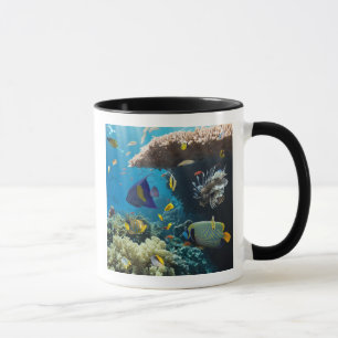 Taza Coral y pescados en el Mar Rojo, Egipto