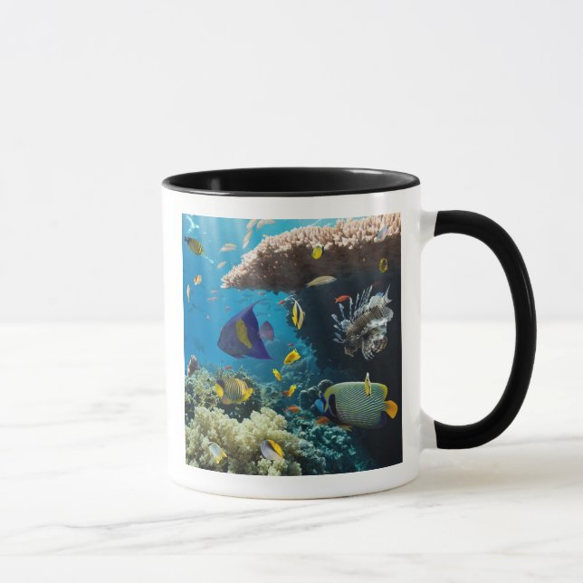 Taza Coral y pescados en el Mar Rojo, Egipto (Derecha)