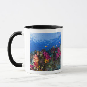Taza Corales suaves en el filón bajo, Fiji