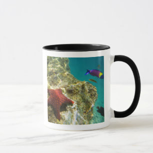 Taza Cortez Rainbow Wrasse macho y hembra y mar