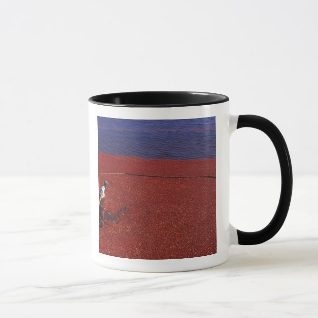 Taza Cosecha de arándanos, Middleboro, MA, EE. UU. (Derecha)