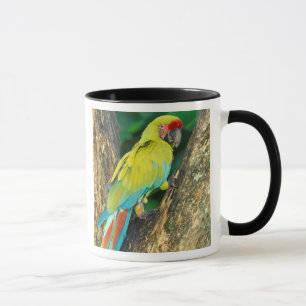 Taza Costa Rica, Ara Ambigua, Gran Lacaima Verde.