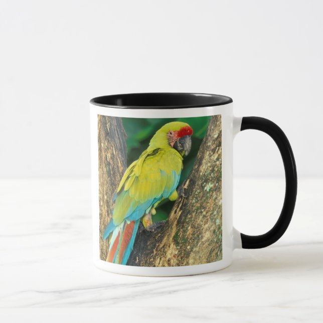 Taza Costa Rica, Ara Ambigua, Gran Macao Verde. (Derecha)