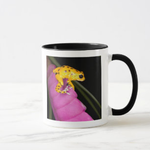 Taza Costa Rica. Primer plano de rana venenosa