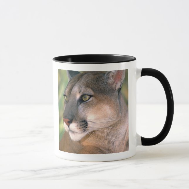 Taza Cougar, California (Derecha)