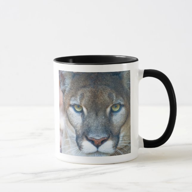 Taza Cougar, león de montaña, pantera de Florida, Puma (Derecha)