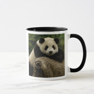 Taza Cría de panda gigante (Ailuropoda melanoleuca)