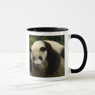 Taza Cría de panda gigante (Ailuropoda melanoleuca)