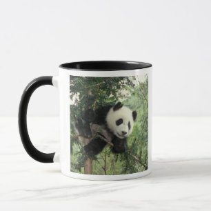 Taza cría de panda gigante trepa a un árbol, Valle de W