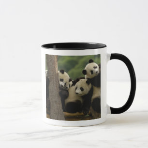 Taza Crías de panda gigante (Ailuropoda melanoleuca)