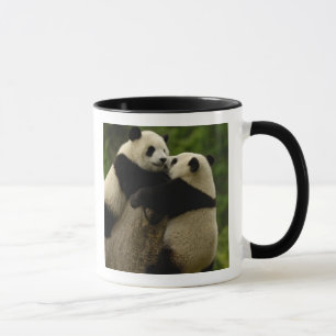 Taza Crías de panda gigante (Ailuropoda melanoleuca)