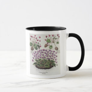 Taza Cyclamen: hederaceis de los foliis del serotinum