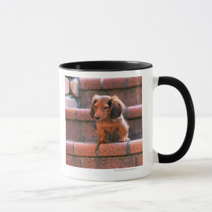 Taza Dachshund miniatura