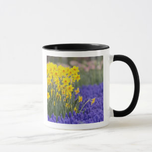 Taza Daffodils y Hyacinth de uva, Keukenhof 3