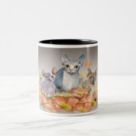 taza de 3 gatitos del sphynx