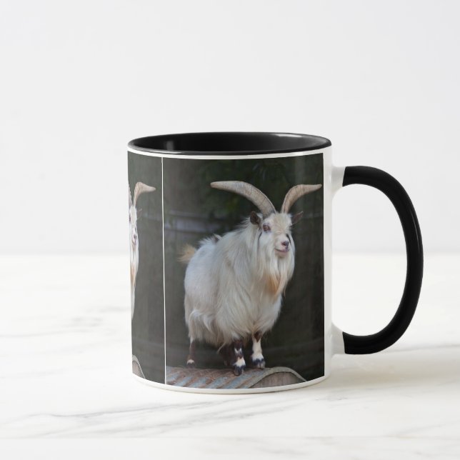 Taza de Cabra Pygmea Africana (Derecha)