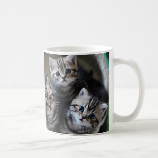 TAZA DE CAFÉ 3匹のアメリカンショートヘアの子猫たち マグカップ