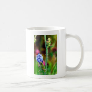 Taza De Café achicoria sin abrir