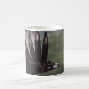 Taza De Café Aegypius monachus