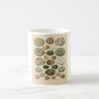 Taza De Café Aguafuerte zoológica clásica - huevos del pájaro
