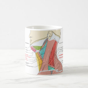 Taza De Café Anatomía del cuello de los triángulos anteriores p