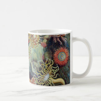 Taza De Café Anémona de mar de Ernst Haeckel Actiniaea