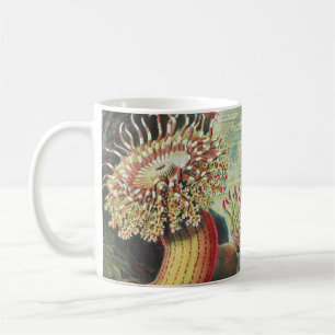 Taza De Café Anemones marinos, Actiniae Seanemonen Ernst Haecke
