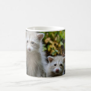 Taza De Café Animales de bebé más afectados Racconones jóvene