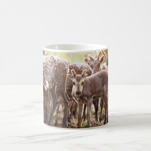 Taza De Café Animales de bebé más afectados | Renos de Svalbard (Centro)