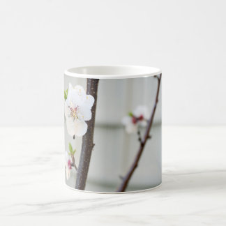 Taza De Café Apricot Blossom