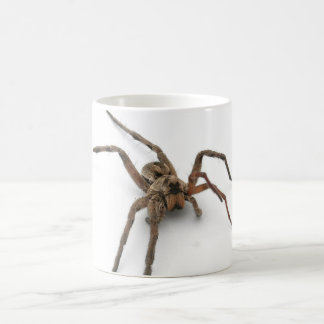 Taza De Café araña