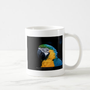 Taza De Café Ararauna del Ara - Macaw Azul-y-amarillo 01