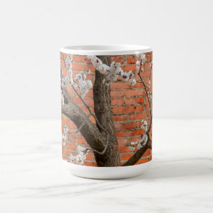 Taza De Café Árbol de albaricoque en flor junto a pared de ladr