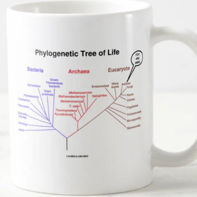 Taza De Café Árbol de la vida filogenético - usted está aquí (Mug featuring the phylogenetic tree of life along with the "You Are Here" call-out)