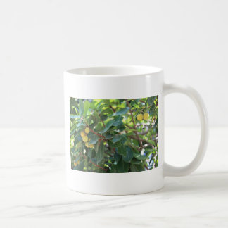 Taza De Café Árbol, Italia