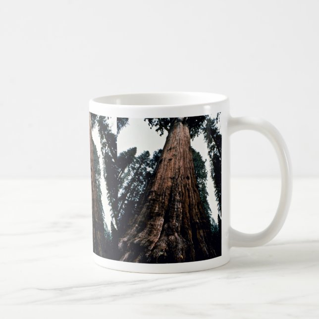 Taza De Café Árboles gigantes - parque nacional de secoya (Derecha)