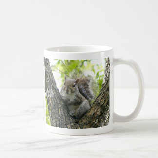 Taza De Café Ardilla de árbol