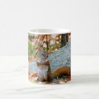 Taza De Café Ardilla del pino