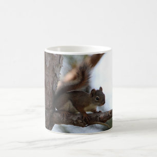 Taza De Café Ardilla en un pino